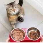 cat food 3